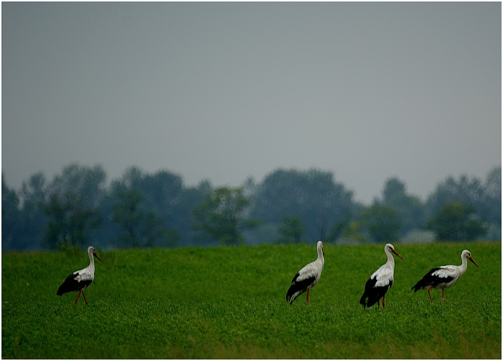 Four Storks