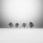 Four Trees