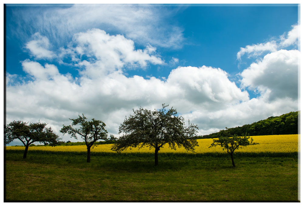 Four Trees ...