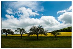 Four Trees ...