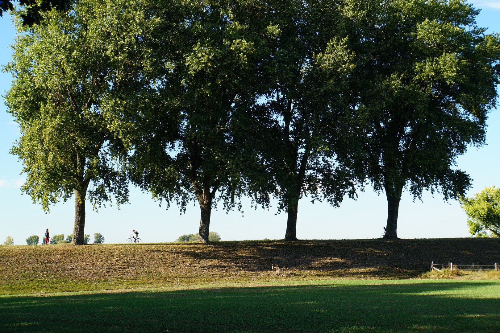 four trees