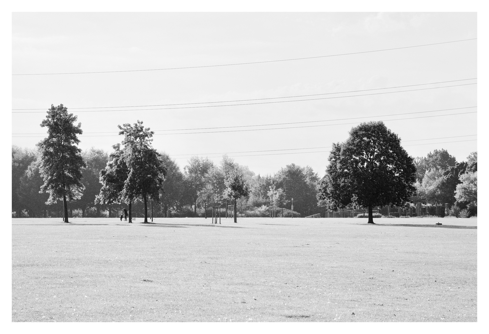 Four trees and a bunch of people