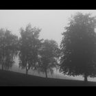 Four Trees in the Fog