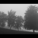 Four Trees in the Fog