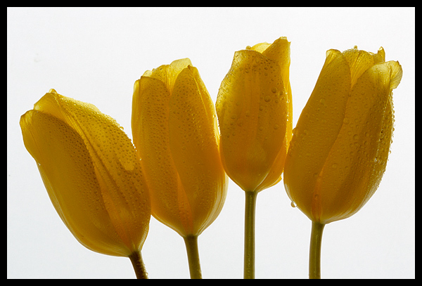 four tulips