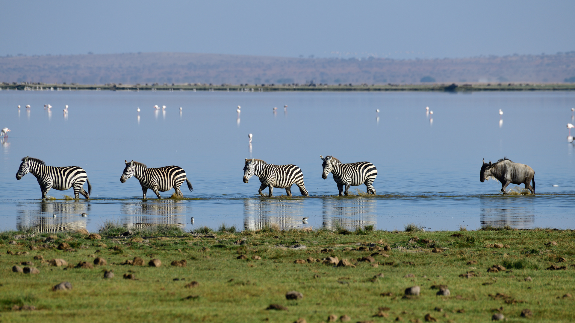 Four zebras and one gnu