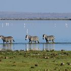 Four zebras and one gnu