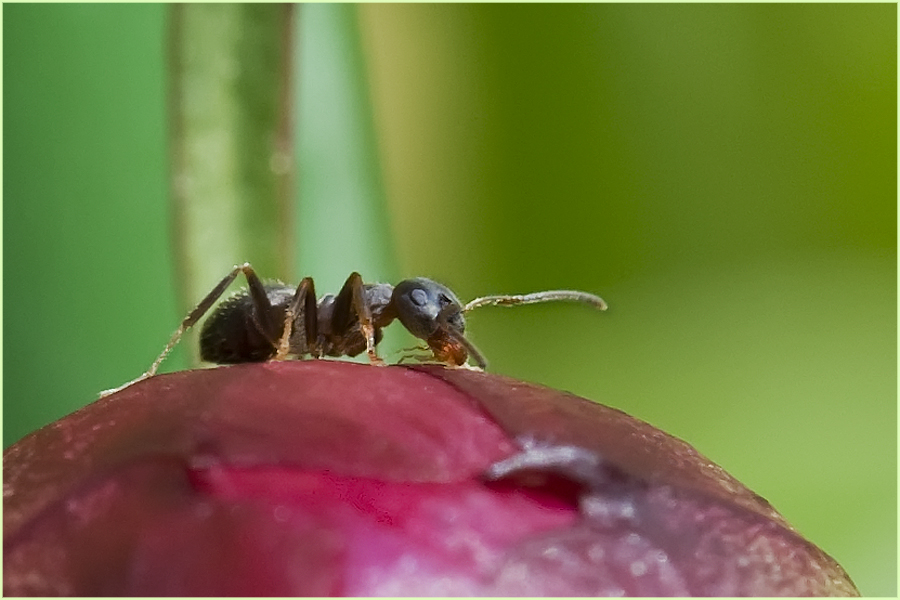 Fourmi aidant la pivoine à s'ouvrir