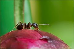 Fourmi aidant la pivoine à s'ouvrir