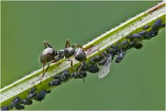 Fourmi et élevage de pucerons