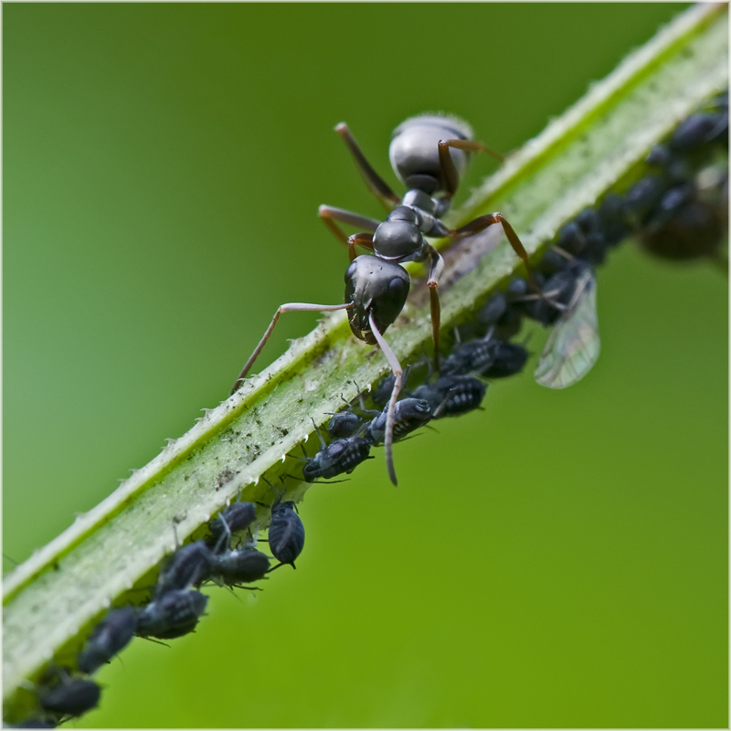 Fourmi et son troupeau de pucerons