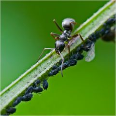 Fourmi et son troupeau de pucerons