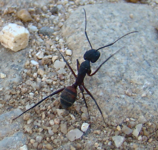 Fourmi Méditerranéenne, Campanus Cruantatus