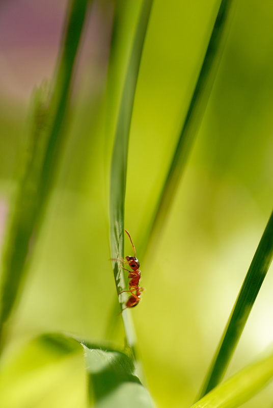 Fourmi rouge dans son environnement de djudju14 