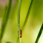 Fourmi rouge dans son environnement