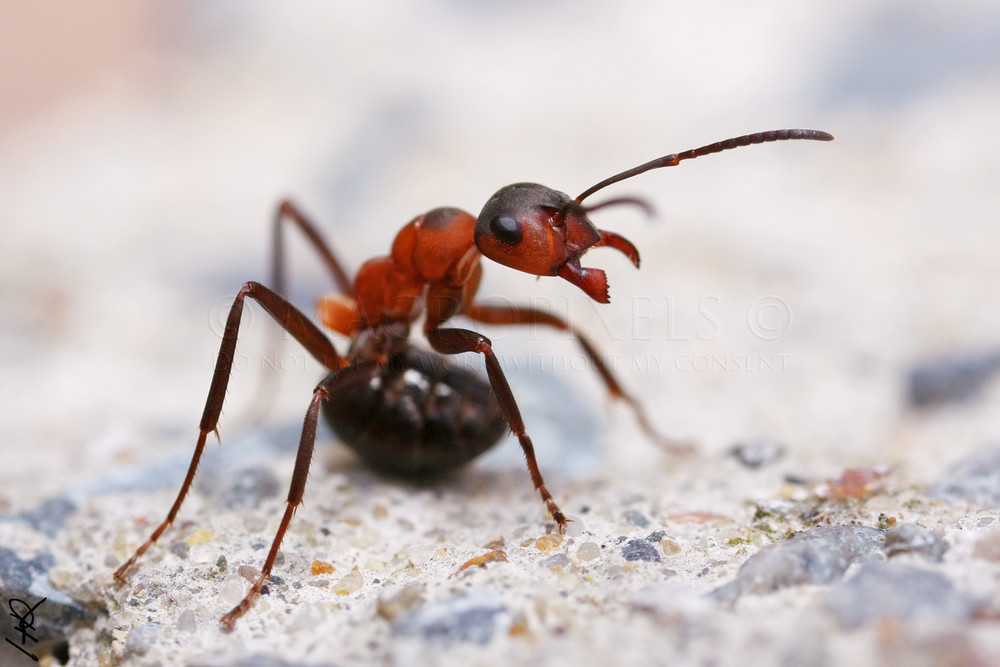 Fourmi rousse des bois en position défensive photo et image macro nature, macro insectes