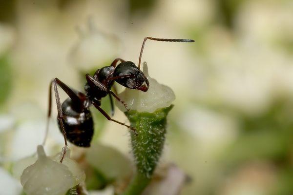 Fourmi sur ombellifere