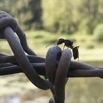 Fourmie sur barbelés cherchant le chemin de la liberté...