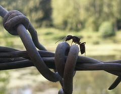 Fourmie sur barbelés cherchant le chemin de la liberté...