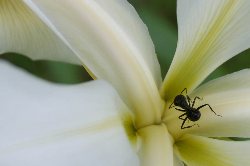 Fourmis au coeur d'une iris