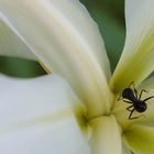 Fourmis au coeur d'une iris