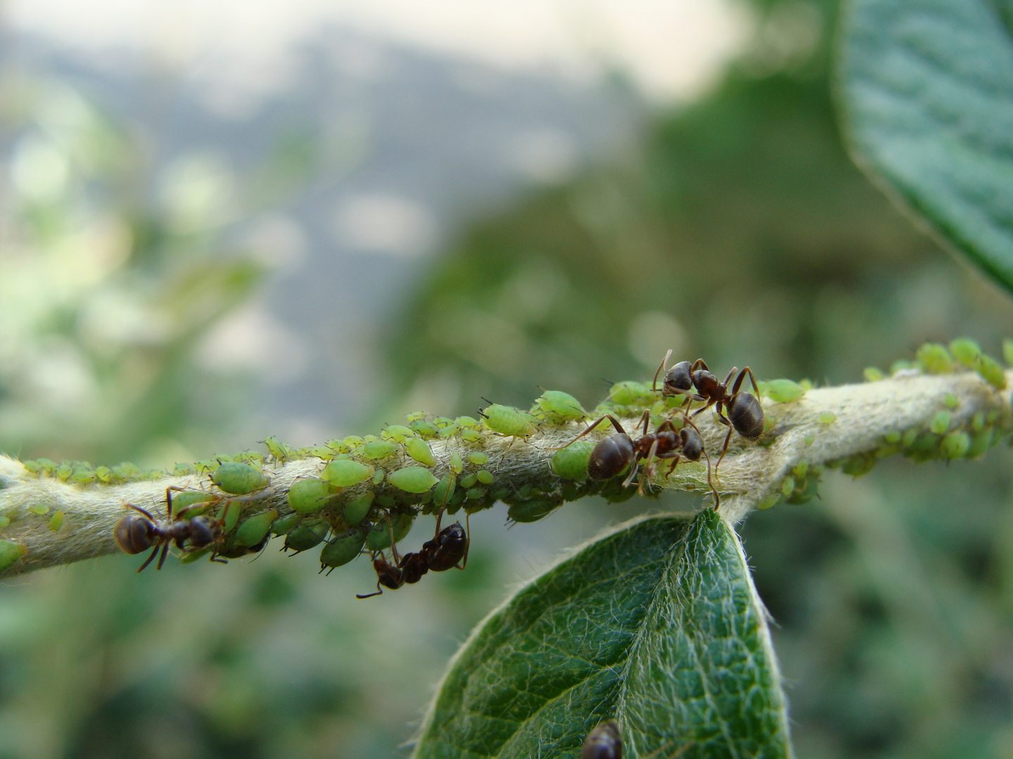 Fourmis avec pucerons.