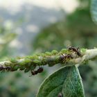 Fourmis avec pucerons.