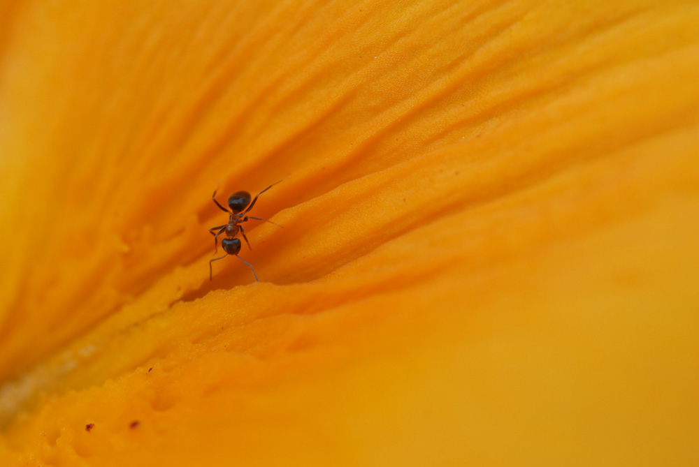 Fourmis chercheuse