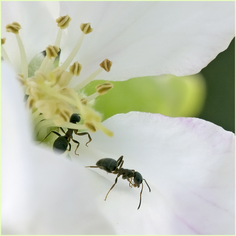 Fourmis dans fleur de poirier