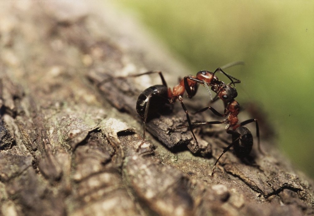 Fourmis en discution !