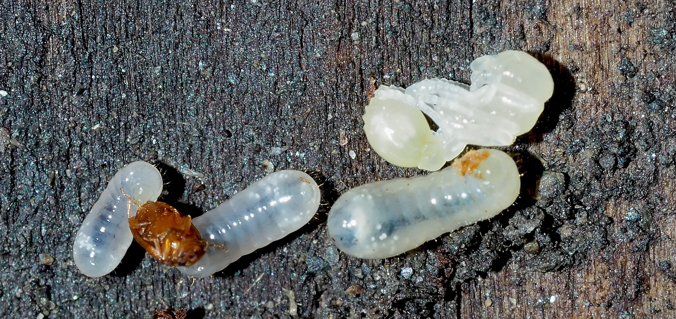 Fourmis en gestation! - Im Werden begriffene Ameisen!