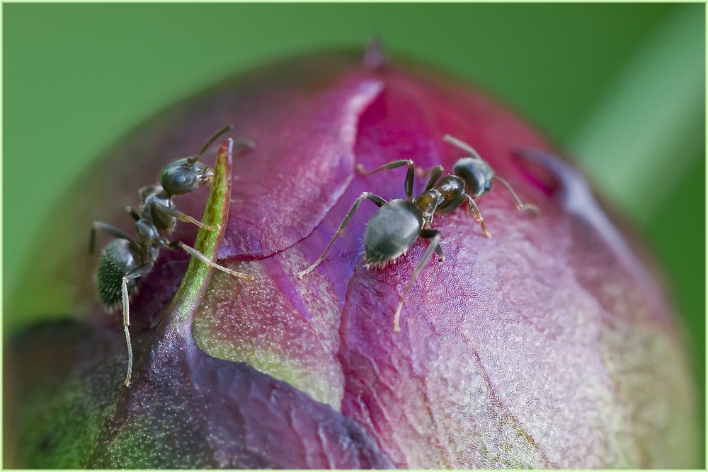 Fourmis et pivoine (2)