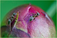 Fourmis et pivoine (2)