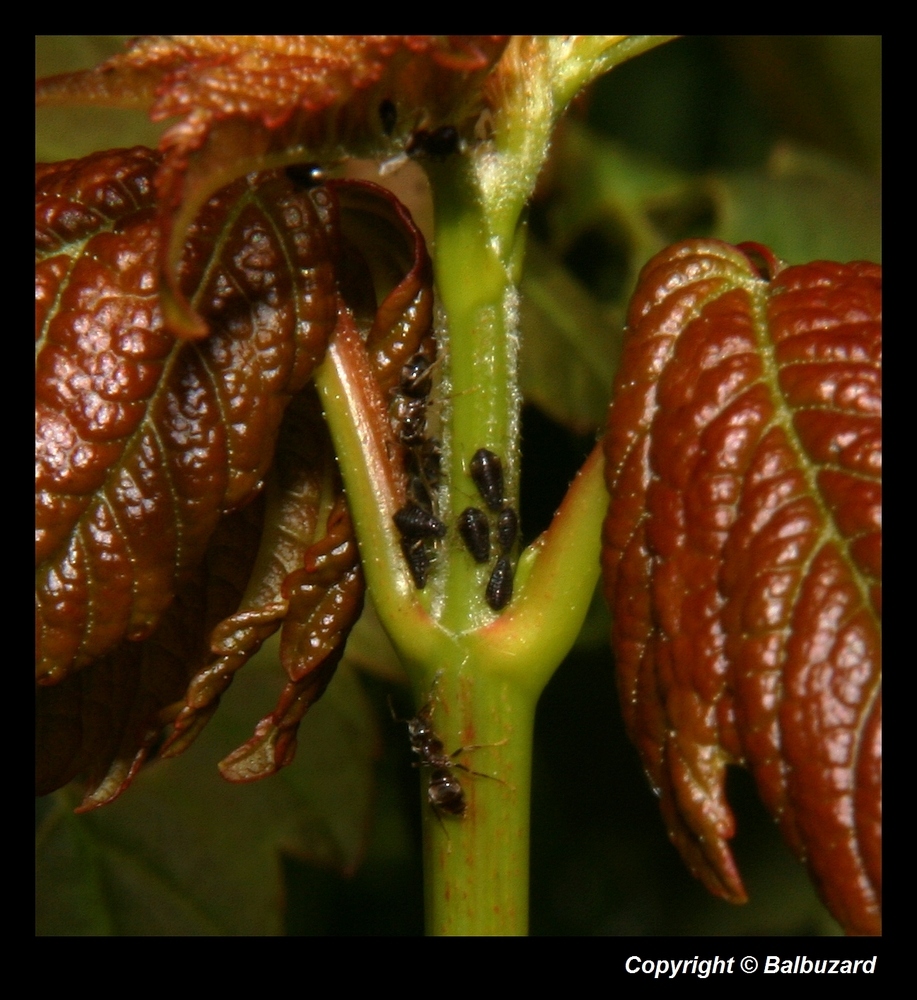 " Fourmis et pucerons sur une jeune pousse d'érable "