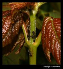 " Fourmis et pucerons sur une jeune pousse d'érable "