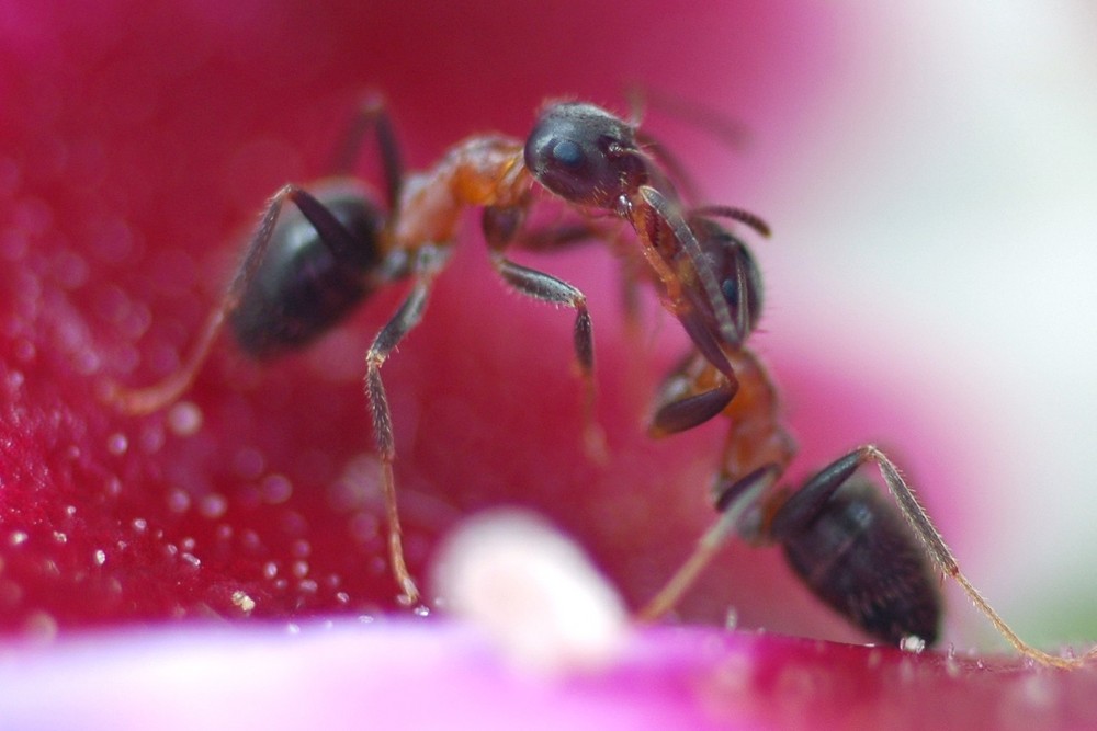 Fourmis Phénomène TROPHALLAXIE