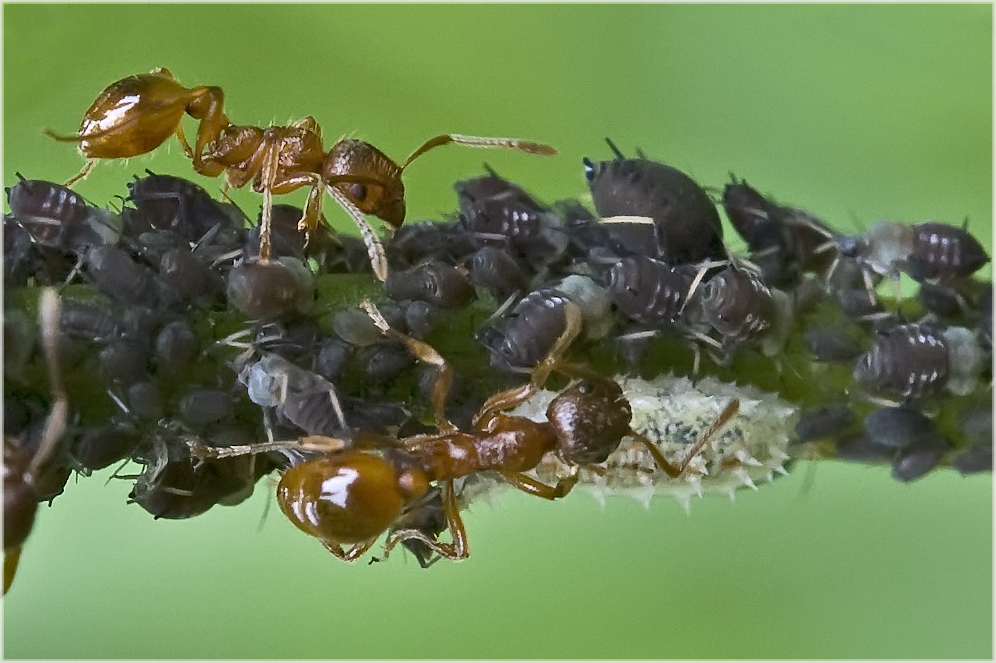 Fourmis, pucerons cendrés et larve de syrphe