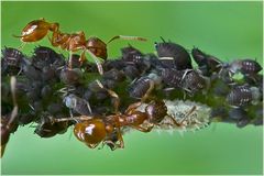 Fourmis, pucerons cendrés et larve de syrphe