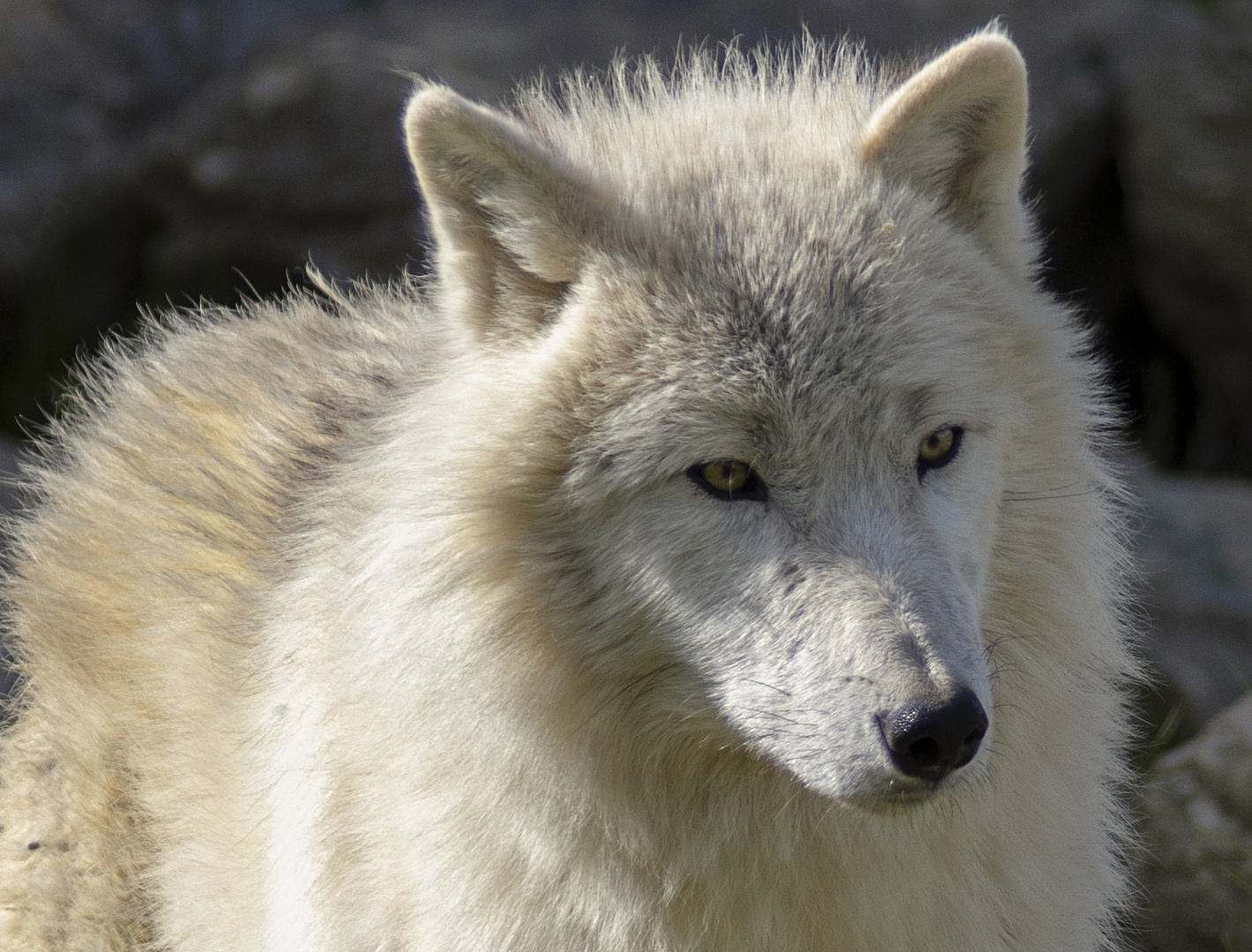 Fourrure blanche 2 (Canis lupus arctos, loup arctique)