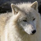 Fourrure blanche 2 (Canis lupus arctos, loup arctique)