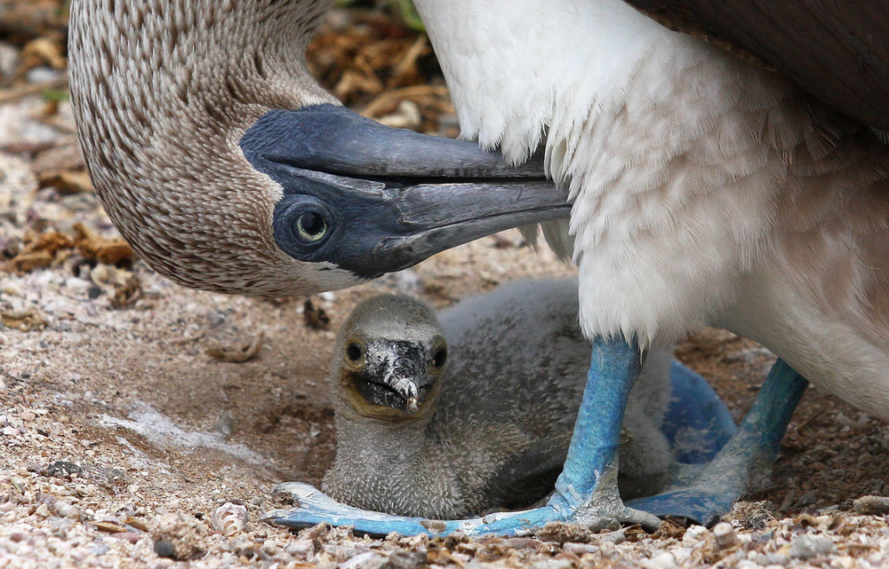 Fous à pattes bleues des Galapagos