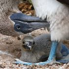 Fous à pattes bleues des Galapagos