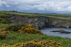 Fowlsheugh Seabird Colony