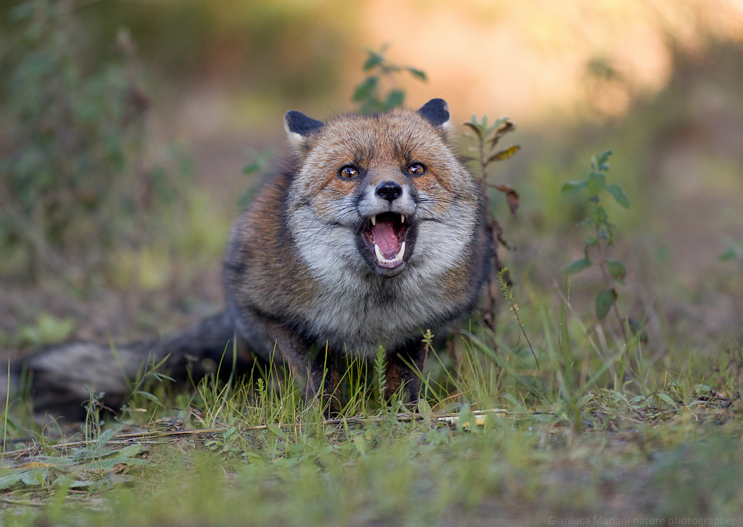 Fox