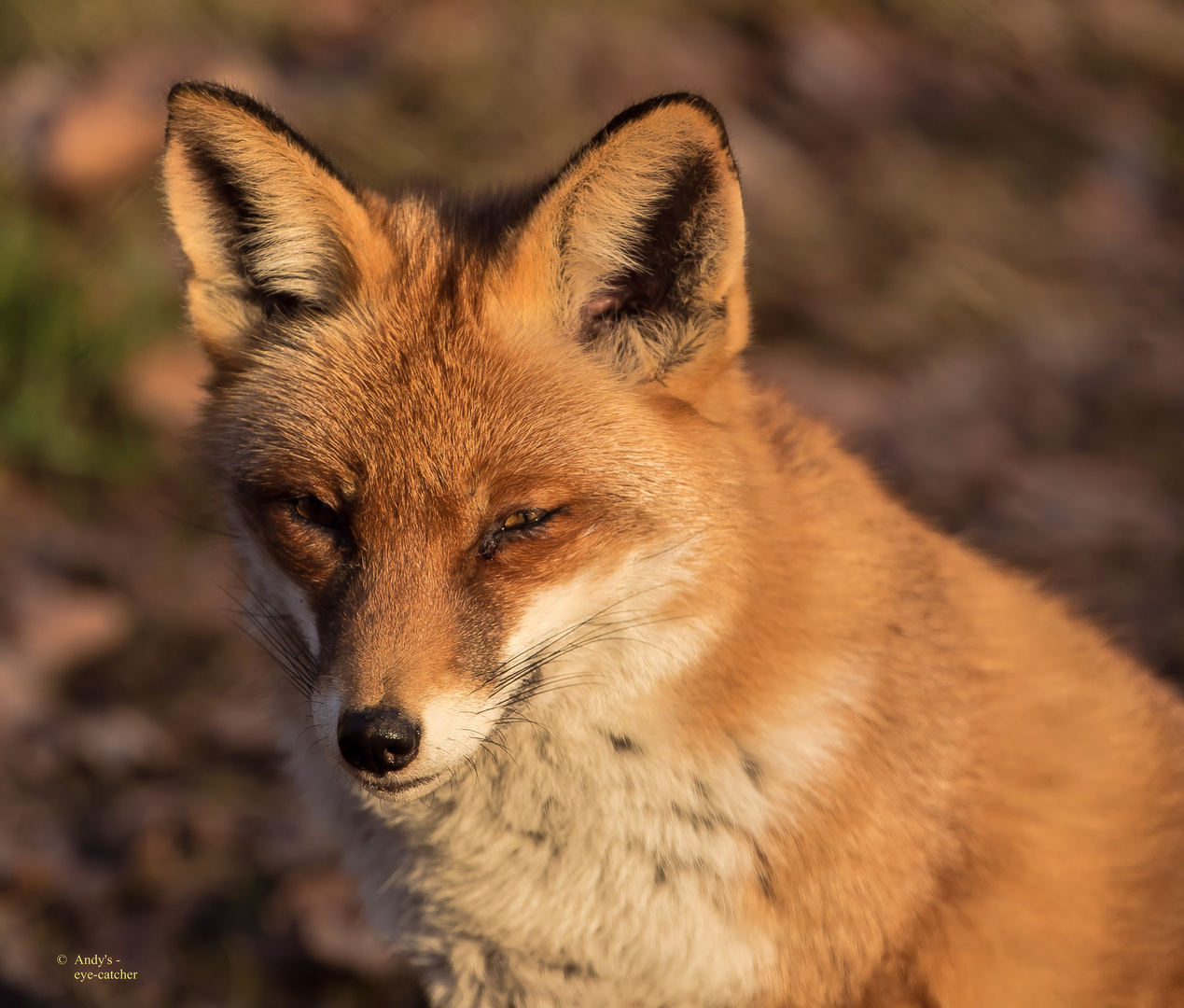 Fox