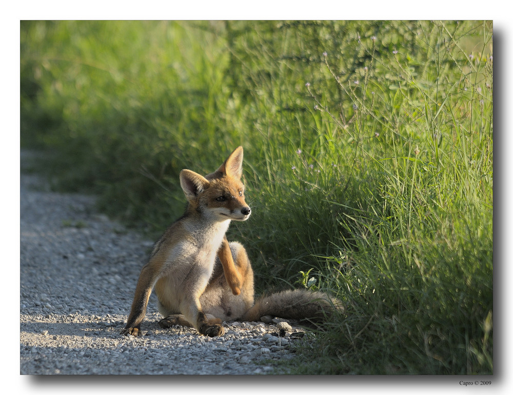 Fox #3 - Relax