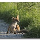 Fox #3 - Relax