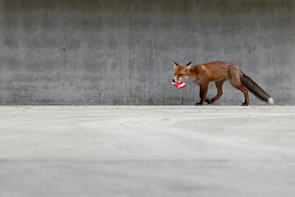 fox and cigarettes @ concrete jungle Leipzig 2012