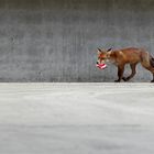 fox and cigarettes @ concrete jungle Leipzig 2012