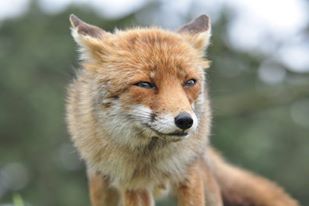 fox